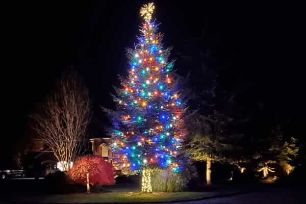 tree holiday lighting